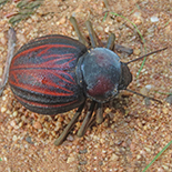 Mariazofia ventricosa